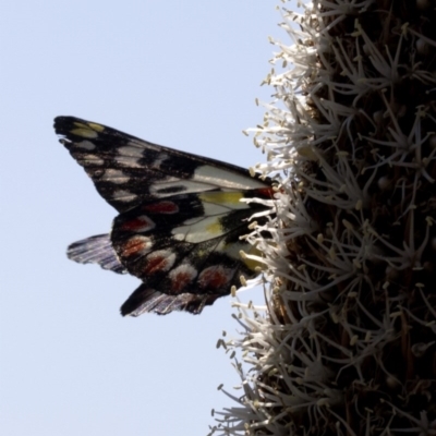 Delias aganippe (Spotted Jezebel) at Paddys River, ACT - 2 Oct 2020 by JudithRoach