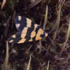 Termessa zonophanes (Double Yellow-patched Footman) at Paddys River, ACT - 2 Oct 2020 by JudithRoach