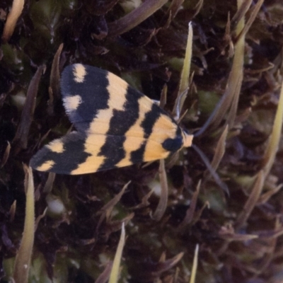 Thallarcha partita (Dark-banded Footman) at Paddys River, ACT - 2 Oct 2020 by JudithRoach