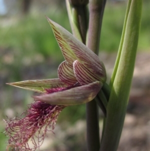 Calochilus platychilus at Latham, ACT - suppressed