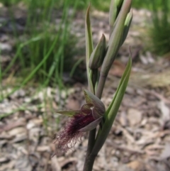 Calochilus platychilus at Latham, ACT - suppressed