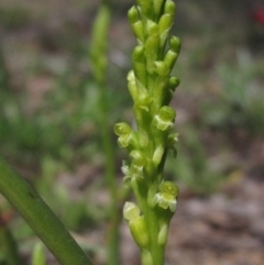 Microtis parviflora (Slender Onion Orchid) at Latham, ACT - 2 Oct 2020 by pinnaCLE