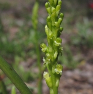 Microtis parviflora at Latham, ACT - 2 Oct 2020