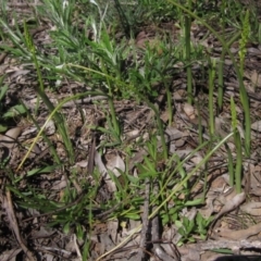 Microtis parviflora at Latham, ACT - 2 Oct 2020