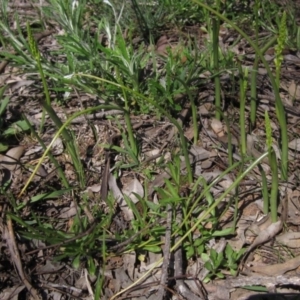 Microtis parviflora at Latham, ACT - 2 Oct 2020