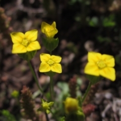 Cicendia quadrangularis (Oregon Timwort) at Latham, ACT - 2 Oct 2020 by pinnaCLE