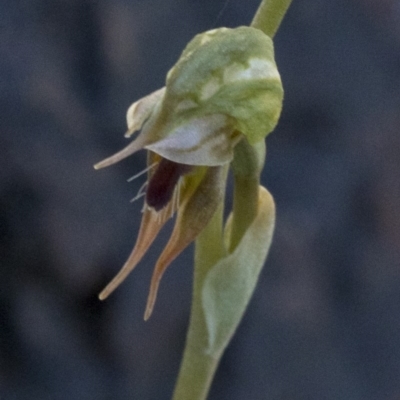 Oligochaetochilus aciculiformis (Needle-point rustyhood) at Bullen Range - 2 Oct 2020 by JudithRoach