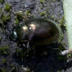 Chrysolina quadrigemina (Greater St Johns Wort beetle) at Paddys River, ACT - 2 Oct 2020 by JudithRoach