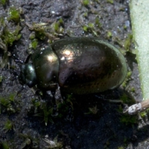 Chrysolina quadrigemina at Paddys River, ACT - 2 Oct 2020