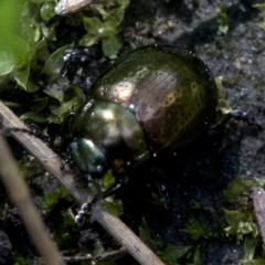 Chrysolina quadrigemina at Paddys River, ACT - 2 Oct 2020