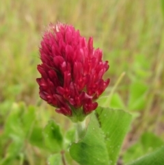 Trifolium incarnatum (Crimson Clover) at The Pinnacle - 30 Sep 2020 by pinnaCLE