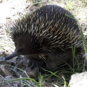 Tachyglossus aculeatus at Paddys River, ACT - 2 Oct 2020