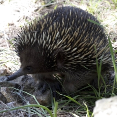 Tachyglossus aculeatus (Short-beaked Echidna) at Cotter Reserve - 2 Oct 2020 by JudithRoach