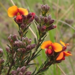 Dillwynia sericea (Egg And Bacon Peas) at The Pinnacle - 30 Sep 2020 by pinnaCLE