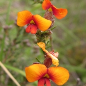 Dillwynia sericea at Holt, ACT - 30 Sep 2020