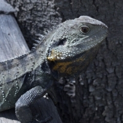 Intellagama lesueurii howittii (Gippsland Water Dragon) at Cotter Reserve - 2 Oct 2020 by JudithRoach