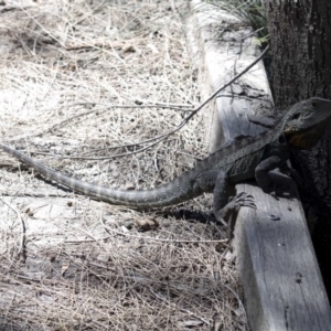 Intellagama lesueurii howittii at Paddys River, ACT - 2 Oct 2020