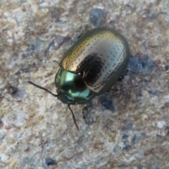 Chrysolina quadrigemina (Greater St Johns Wort beetle) at Lower Cotter Catchment - 2 Oct 2020 by Christine