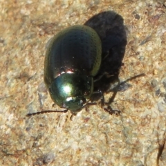 Chrysolina quadrigemina at Cotter River, ACT - 2 Oct 2020