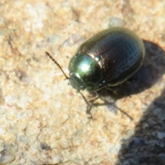 Chrysolina quadrigemina at Cotter River, ACT - 2 Oct 2020