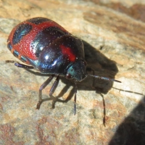 Choerocoris paganus at Cotter River, ACT - 2 Oct 2020 10:05 AM