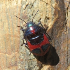 Choerocoris paganus at Cotter River, ACT - 2 Oct 2020 10:05 AM