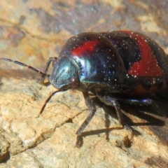 Choerocoris paganus at Cotter River, ACT - 2 Oct 2020 10:05 AM