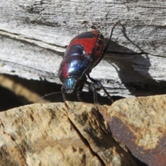 Choerocoris paganus at Cotter River, ACT - 2 Oct 2020 10:05 AM