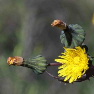 Sonchus oleraceus at O'Connor, ACT - 1 Oct 2020 08:31 AM