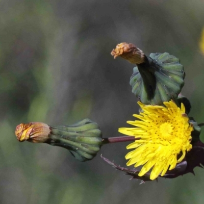 Sonchus oleraceus (Annual Sowthistle) at O'Connor, ACT - 1 Oct 2020 by ConBoekel