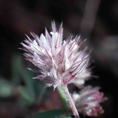 Trifolium arvense var. arvense (Haresfoot Clover) at O'Connor, ACT - 1 Oct 2020 by ConBoekel