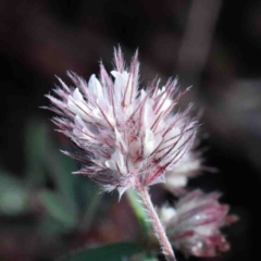 Trifolium arvense var. arvense (Haresfoot Clover) at Dryandra St Woodland - 30 Sep 2020 by ConBoekel