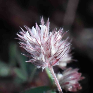 Trifolium arvense var. arvense at O'Connor, ACT - 1 Oct 2020