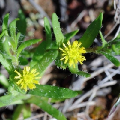 Triptilodiscus pygmaeus (Annual Daisy) at O'Connor, ACT - 1 Oct 2020 by ConBoekel