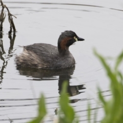 Tachybaptus novaehollandiae (Australasian Grebe) at Lyneham Wetland - 30 Sep 2020 by Alison Milton