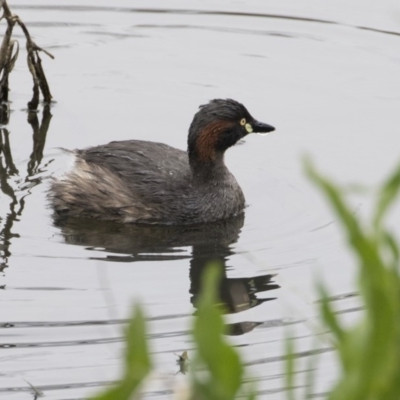 Tachybaptus novaehollandiae (Australasian Grebe) at Sullivans Creek, Lyneham South - 30 Sep 2020 by AlisonMilton