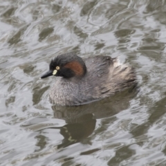 Tachybaptus novaehollandiae at Lyneham, ACT - 30 Sep 2020