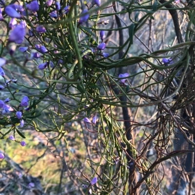 Comesperma volubile (Love Creeper) at Mount Majura - 1 Oct 2020 by Louisab