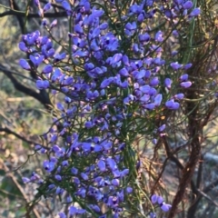 Comesperma volubile at Hackett, ACT - 1 Oct 2020