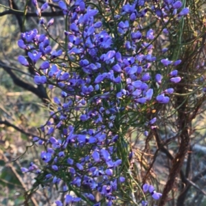 Comesperma volubile at Hackett, ACT - 1 Oct 2020