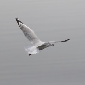 Chroicocephalus novaehollandiae at Lyneham, ACT - 30 Sep 2020