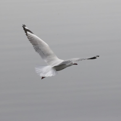 Chroicocephalus novaehollandiae (Silver Gull) at Sullivans Creek, Lyneham South - 30 Sep 2020 by AlisonMilton