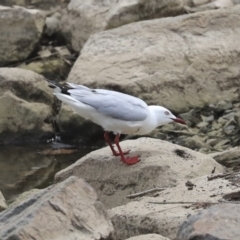 Chroicocephalus novaehollandiae at Lyneham, ACT - 30 Sep 2020