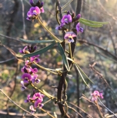 Glycine clandestina (Twining Glycine) at Mount Majura - 1 Oct 2020 by Louisab