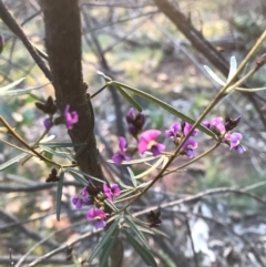 Glycine clandestina at Hackett, ACT - 1 Oct 2020