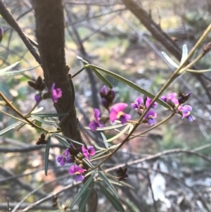 Glycine clandestina at Hackett, ACT - 1 Oct 2020