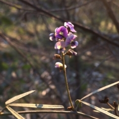 Glycine clandestina at Hackett, ACT - 1 Oct 2020