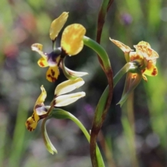 Diuris nigromontana (Black Mountain Leopard Orchid) at Dryandra St Woodland - 30 Sep 2020 by ConBoekel