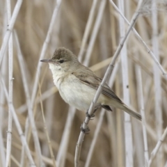 Acrocephalus australis (Australian Reed-Warbler) at Lyneham, ACT - 30 Sep 2020 by Alison Milton