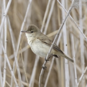 Acrocephalus australis at Lyneham Wetland - 30 Sep 2020